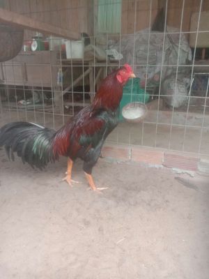 Gà điều tay tốt long mới. Mua bán Gà tại Huyện Châu Thành An Giang được đăng bởi Tấn nguyển