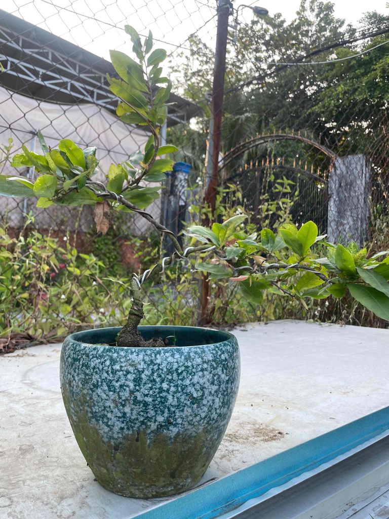 GL chậu cây cúc bạch mai bonsai để bàn. Mua bán Cây cảnh, đồ trang trí tại Quận 12 Tp Hồ Chí Minh được đăng bởi tan nguyen hình 1