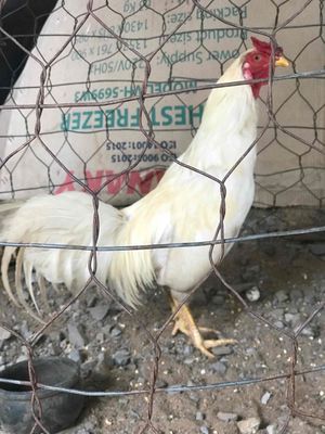 Bướm 1kg4 chân vuông. Mua bán Gà tại Thành phố Thủ Đức Tp Hồ Chí Minh được đăng bởi Chí Thiện