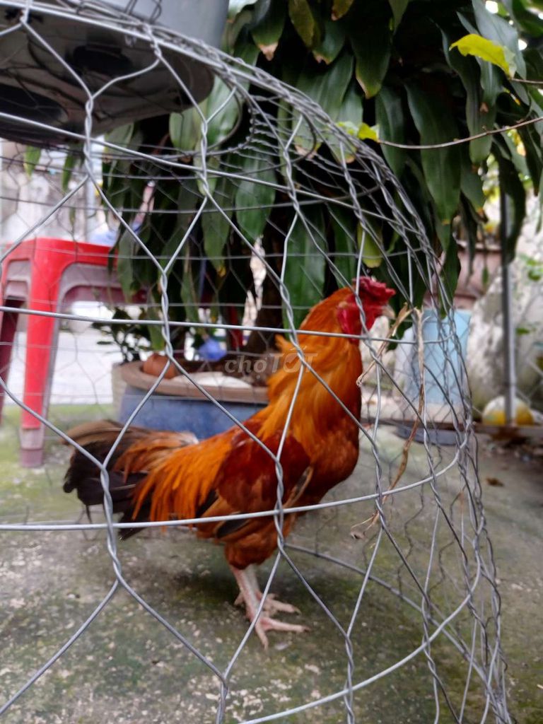 Trống. Mua bán Gà tại Huyện Hóc Môn Tp Hồ Chí Minh được đăng bởi winsen hình 1