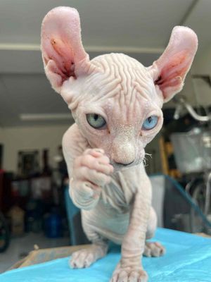 Mèo Sphynx cái hơn 2 tháng đã tiêm