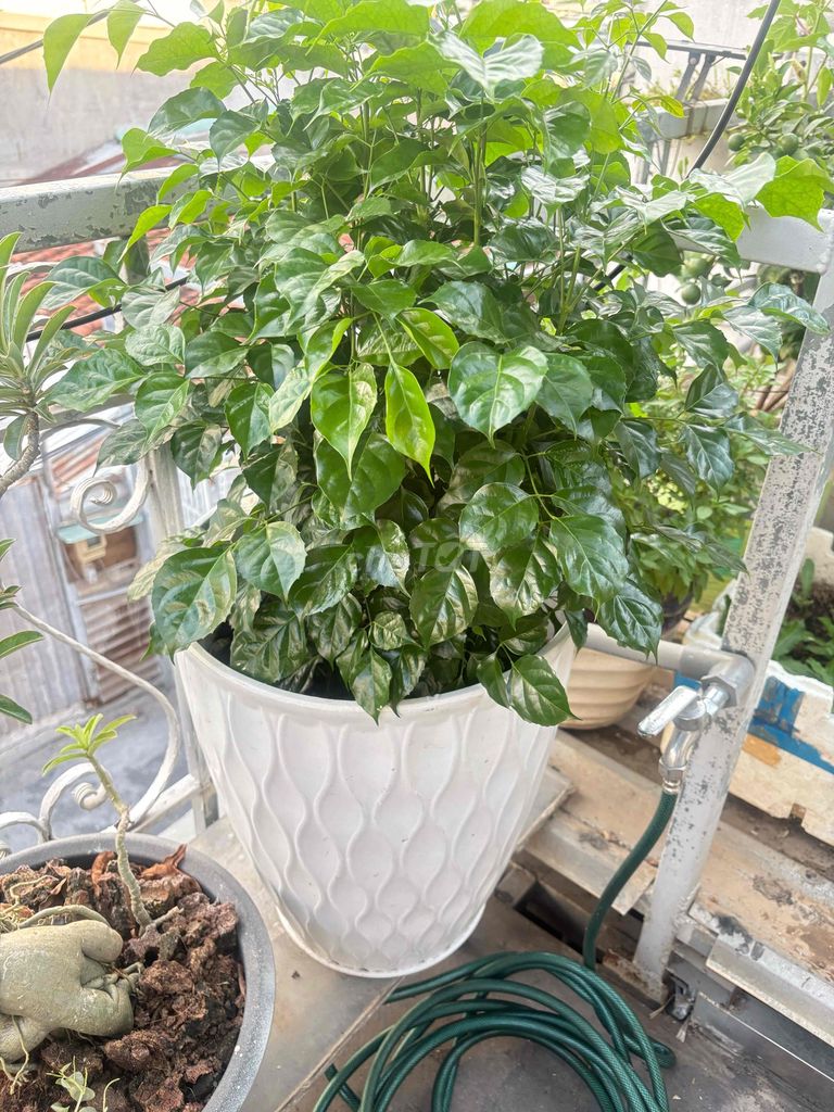 Cây hạnh phúc Xanh. Mua bán Cây cảnh, đồ trang trí tại Quận 12 Tp Hồ Chí Minh được đăng bởi hùng hình 1