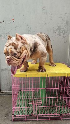Mở phối Bully Exotic Meler Choco Tri 🇹🇭