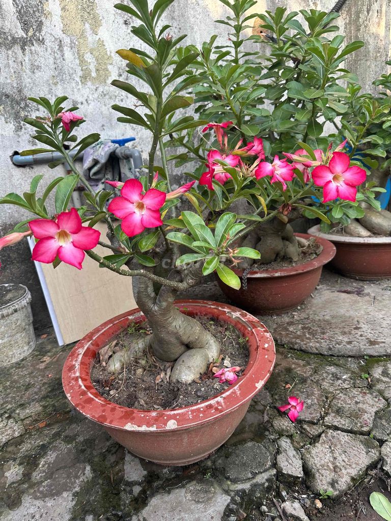 Hoa sứ chậu sứ màu Hồng. Mua bán Cây cảnh, đồ trang trí tại Huyện Bình Chánh Tp Hồ Chí Minh được đăng bởi Hiên hình 1