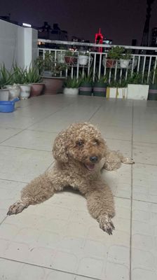 Poodle vàng, đực, 3 tuổi, size toy, 10 kg, thuần.. Mua bán Chó tại Quận Bình Thạnh Tp Hồ Chí Minh được đăng bởi Nguyễn bá Tùng 