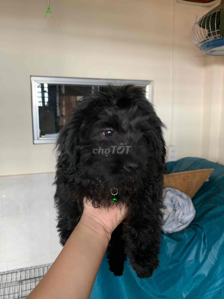 Chó Poodle lai Golden 4 tháng Đen. Mua bán Chó tại Thành phố Đà Lạt Lâm Đồng được đăng bởi Hoàng Giang hình 1