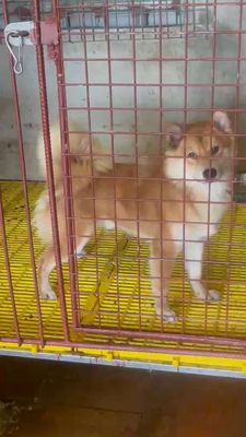 Chó Shiba Inu đực 12 tháng