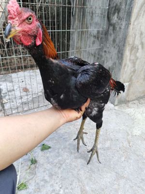 Gà đòn Tía Tơ 05. Mua bán Gà tại Quận 1 Tp Hồ Chí Minh được đăng bởi Thạch