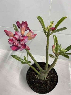 hoa sứ hạt. Mua bán Cây cảnh, đồ trang trí tại Quận 4 Tp Hồ Chí Minh được đăng bởi Nga Trần