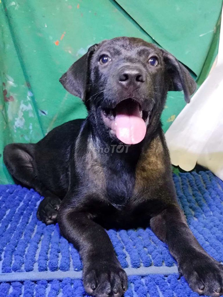 Chó Pit Bull f1 Đực Đen tuyền to con canh nhà . Mua bán Chó tại Quận Bình Tân Tp Hồ Chí Minh được đăng bởi Nguyễn Hằng hình 1