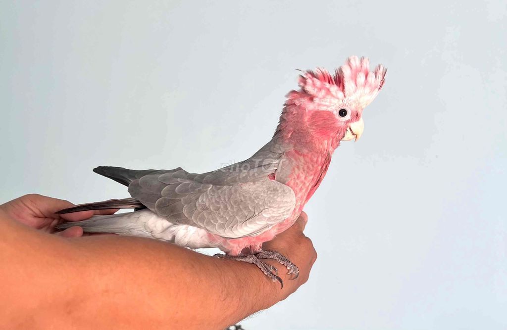 galah