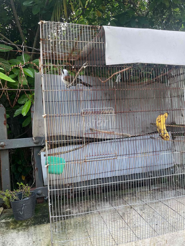 Chim Bồ chao siêng hót. Mua bán Chim tại Huyện Hóc Môn Tp Hồ Chí Minh được đăng bởi hieu nguyen hình 1