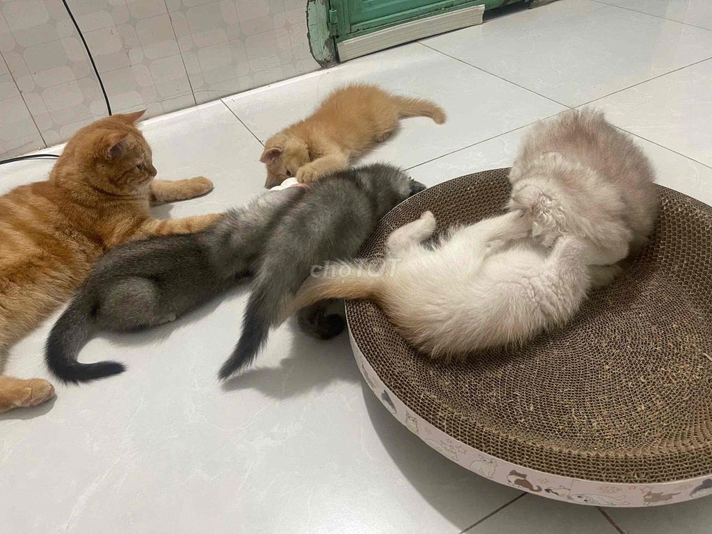 Mèo ALN, 3 tháng tuổi, tai cụp