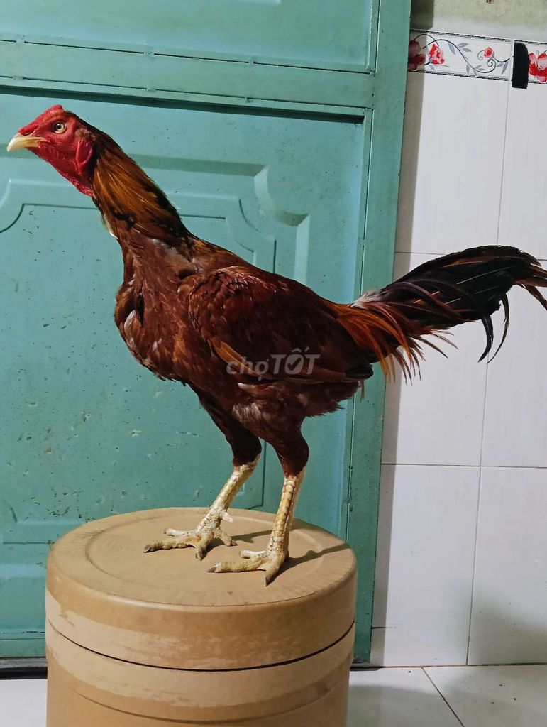 Pakistan 3k1 lông chưa đủ