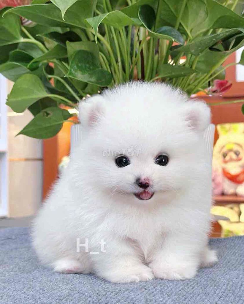 chó phốc sóc  đực cái thuần chủng. Mua bán Chó tại Quận Bình Tân Tp Hồ Chí Minh được đăng bởi Trang  hình 3