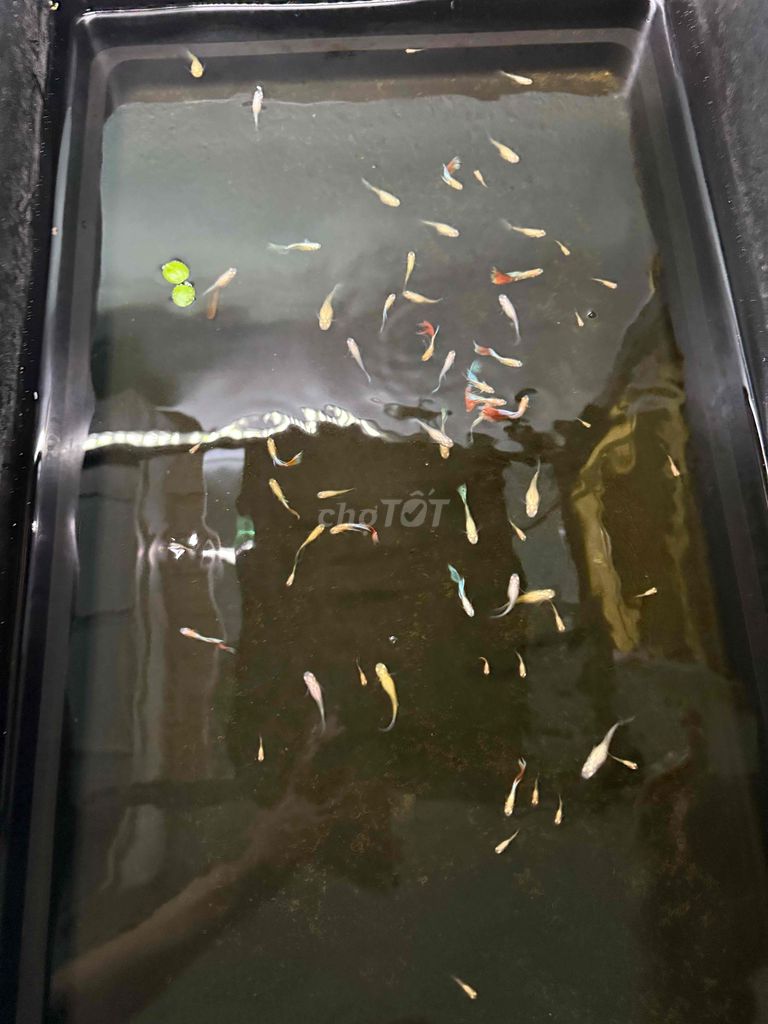 Cá cảnh Topaz guppy. Mua bán Thú cưng khác tại Quận Hải Châu Đà Nẵng được đăng bởi Mai Phương hình 1