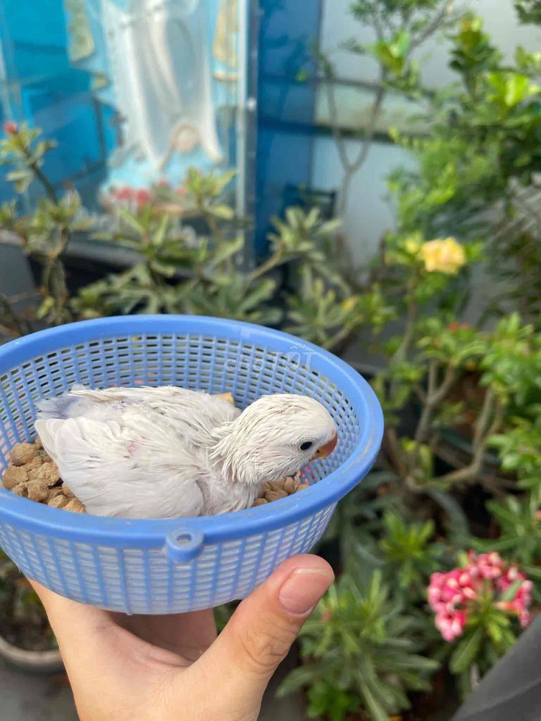 chim lovebird màu trắng đẹp