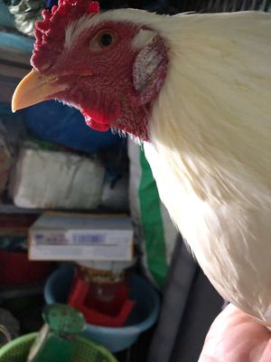 Bướm hiện 3kg00. Mua bán Gà tại Huyện Bình Chánh Tp Hồ Chí Minh được đăng bởi Cậu Bé Bán Gà 