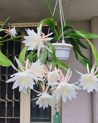 Cây hoa quỳnh thơm xum xuê. Mua bán Cây cảnh, đồ trang trí tại Quận Cầu Giấy Hà Nội được đăng bởi Kiên Nguyễn