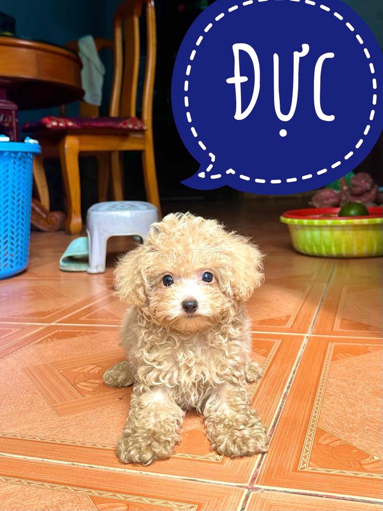 Chó Poodle Tiny đực cái nâu đỏ tiêm 2 mũi vaccin. Mua bán Chó tại Thành phố Biên Hòa Đồng Nai được đăng bởi Bingu Petshop  hình 1