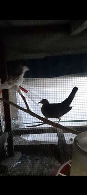 Gl gà fre. Mua bán Gà tại Huyện Cần Giuộc Long An được đăng bởi tuấn QL 50  chợ cần giuộc Long an