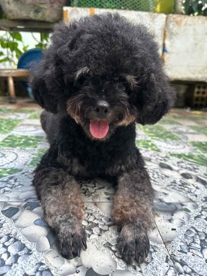 Chó Poodle Cái 1.5 tuổi Đen
