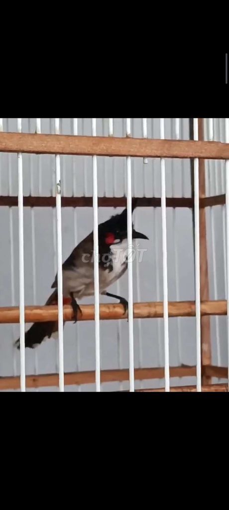 Chim chào mào indo trống. Mua bán Chim tại Quận Bình Tân Tp Hồ Chí Minh được đăng bởi Nguyễn Nam hình 2