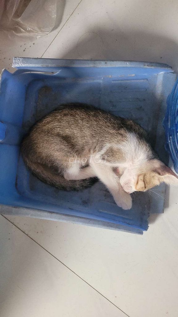 Mèo con Đa sắc. Mua bán Mèo tại Thành phố Mỹ Tho Tiền Giang được đăng bởi Thịnh Nguyễn hình 1