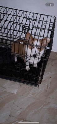 cần bán 1 em corgi