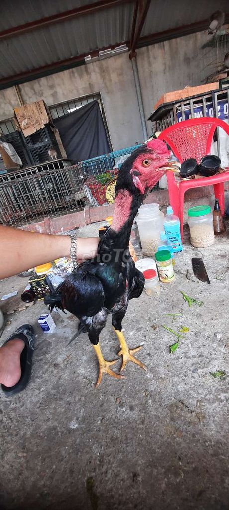 Gà chọi Đực 5 tháng Đen, đỏ 2.3kg. Mua bán Gà tại Quận Nam Từ Liêm Hà Nội được đăng bởi long hình 1