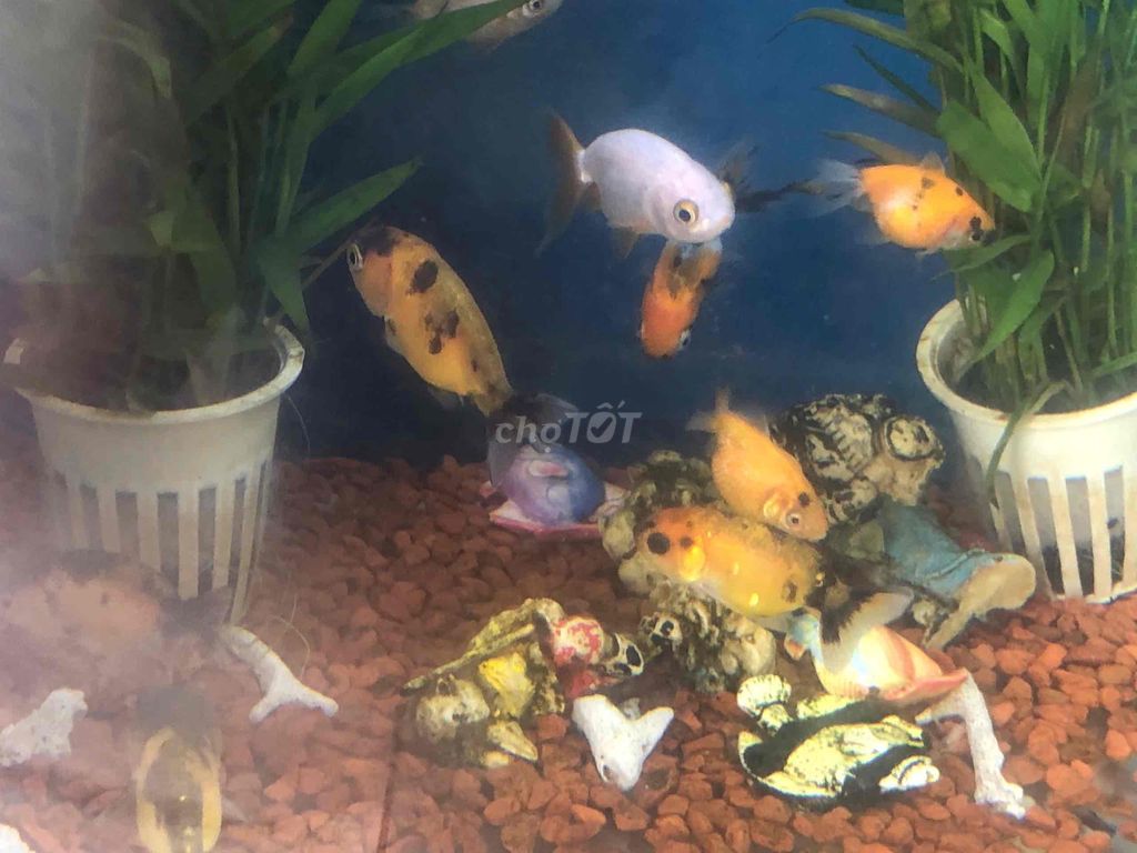 Cá Ranchu và Ping Pong size nhỏ 1 ngón 20k-1con