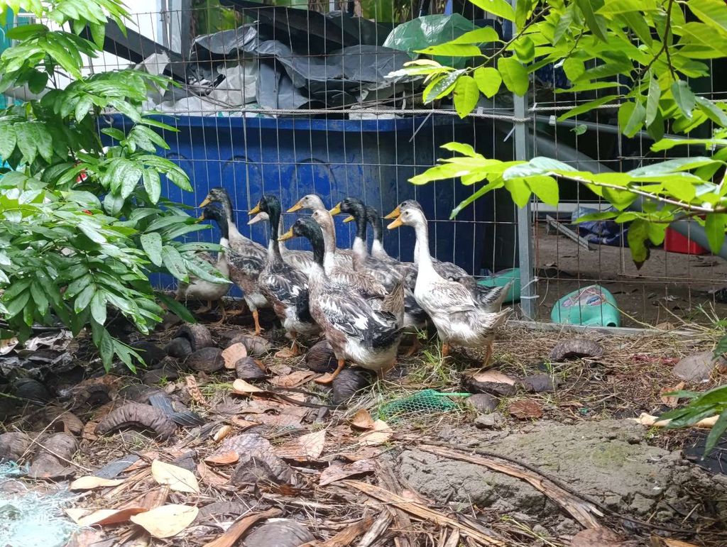Vịt cò trống tơ 7 con khoẻ mạnh. Mua bán Thú cưng khác tại Quận 11 Tp Hồ Chí Minh được đăng bởi Lý Kiện Văn hình 1