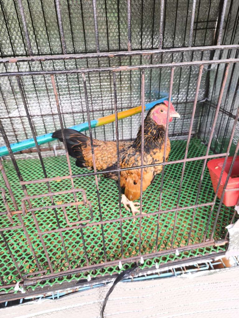 Gà tre Bắc. Mua bán Gà tại Thành phố Bến Tre Bến Tre được đăng bởi a thang hình 1