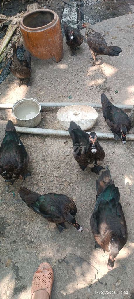 Vịt xiêm 2-3kg 10 con. Mua bán Thú cưng khác tại Thành phố Châu Đốc An Giang được đăng bởi duy le hình 1