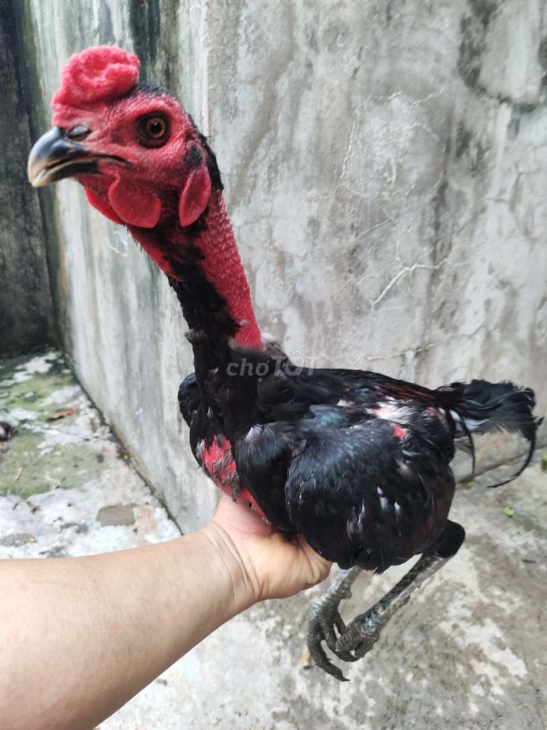 Gà đòn Tía Mật Tơ 2.8kg 05. Mua bán Gà tại Quận 1 Tp Hồ Chí Minh được đăng bởi Ngọc Thạch hình 1