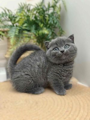 Mèo Scottish Fold Xám Chân Lùn
