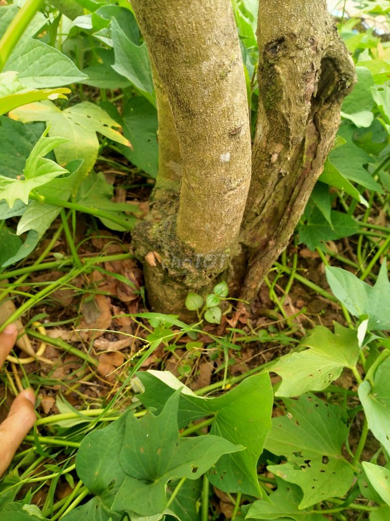 2 Cây trồng. Mua bán Cây cảnh, đồ trang trí tại Huyện Bình Tân Vĩnh Long được đăng bởi Ma May Vay Chu Ten Sao Nua Do Cho Lubu Ko Ngu hình 1