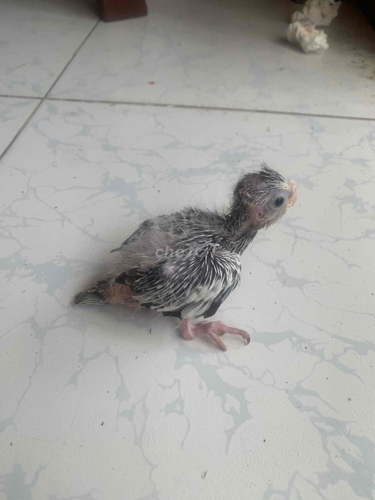COCK BÔNG WHITE FACE TÌM NGƯỜI THƯƠNG. Mua bán Chim tại Quận Bình Thạnh Tp Hồ Chí Minh được đăng bởi Quang hình 1