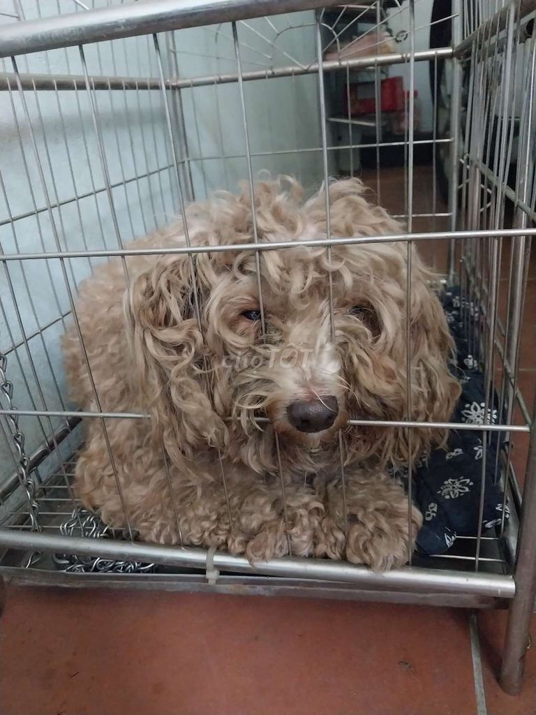 Chó Poodle nâu vàng khỏe mạnh. Mua bán Chó tại Thành phố Nam Định Nam Định được đăng bởi Phương hình 1