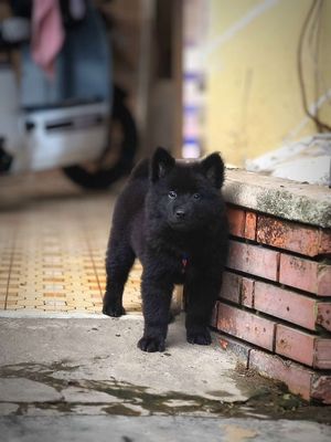 Chó Gấu Bắc Hà Tai Vểnh Đen Mun Như Gấu + Lưỡi Đốm. Mua bán Chó tại Quận Gò Vấp Tp Hồ Chí Minh được đăng bởi Shop SH Và Chó Cộc Sài Gòn
