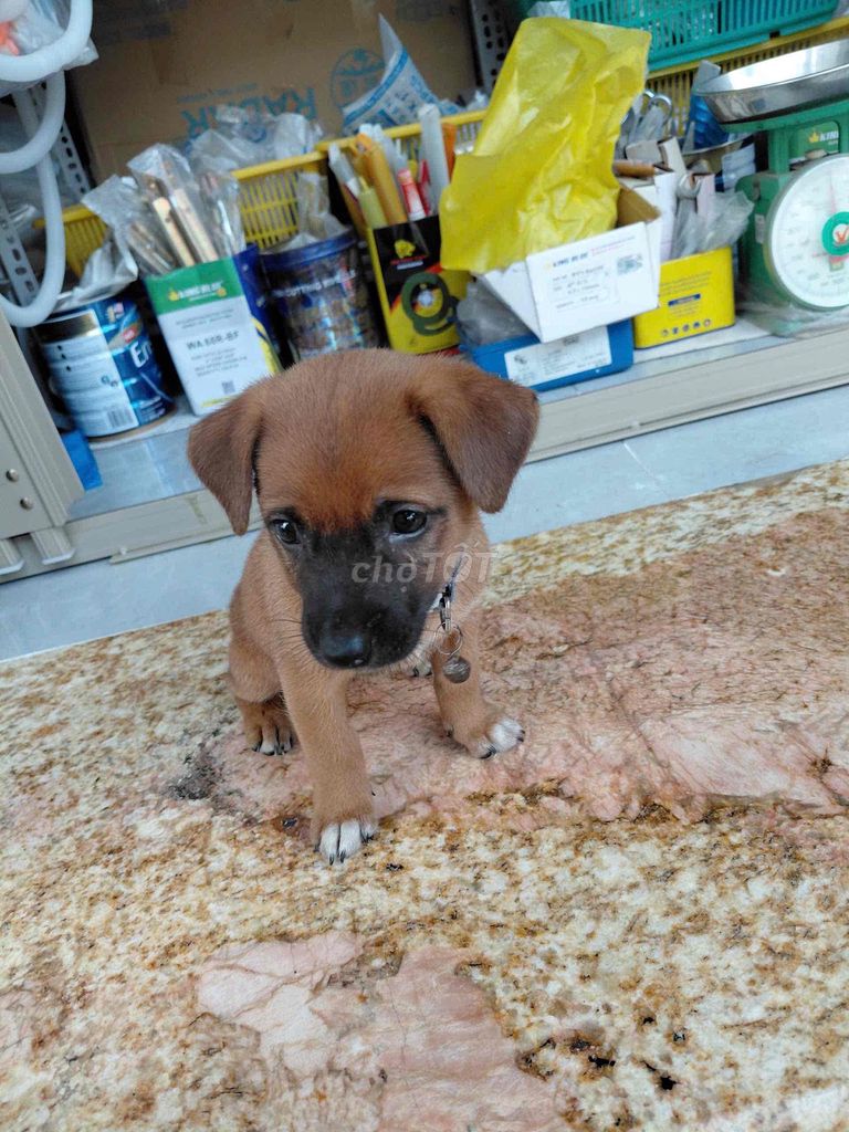 Chó con Nâu. Mua bán Chó tại Quận Ninh Kiều Cần Thơ được đăng bởi Trương Khánh Duy hình 1