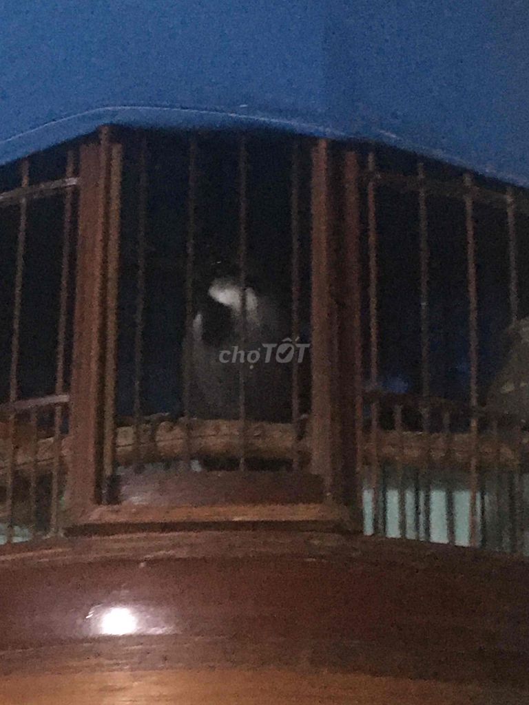 ch.im Ss mới tách avi ra lồng. Mua bán Chim tại Huyện Hóc Môn Tp Hồ Chí Minh được đăng bởi nguyen nguyen  hình 3
