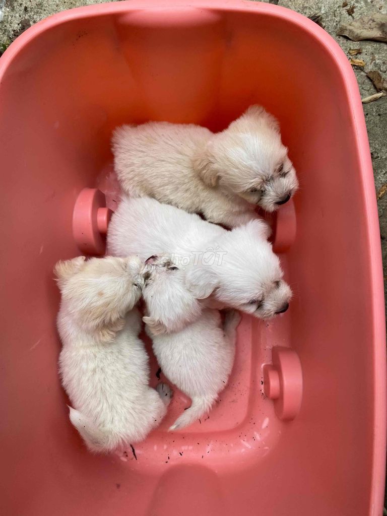 Chó Shihtuz lai Bắc Kinh lai Nhật. Mua bán Chó tại Huyện Tân Trụ Long An được đăng bởi ta minh thi hình 1