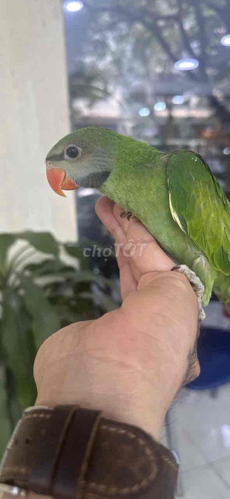 xanh mập mạp cạp bắp giỏi. Mua bán Chim tại Quận 7 Tp Hồ Chí Minh được đăng bởi Max Thắng hình 1