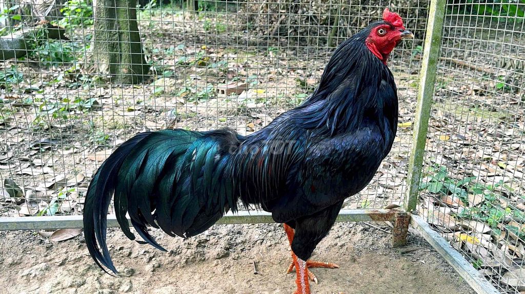 GÀ Ô 2k850. Mua bán Gà tại Thị xã Bình Minh Vĩnh Long được đăng bởi Gà Danh hình 1