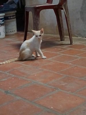 Mèo lai vàng trắng, dưới 1 tuổi