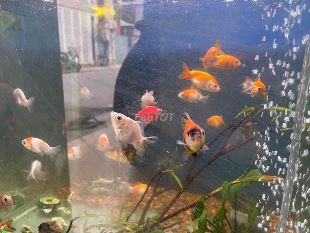 Cá Ranchu Ping Pong Oranda size 1 ngón 20k/1con