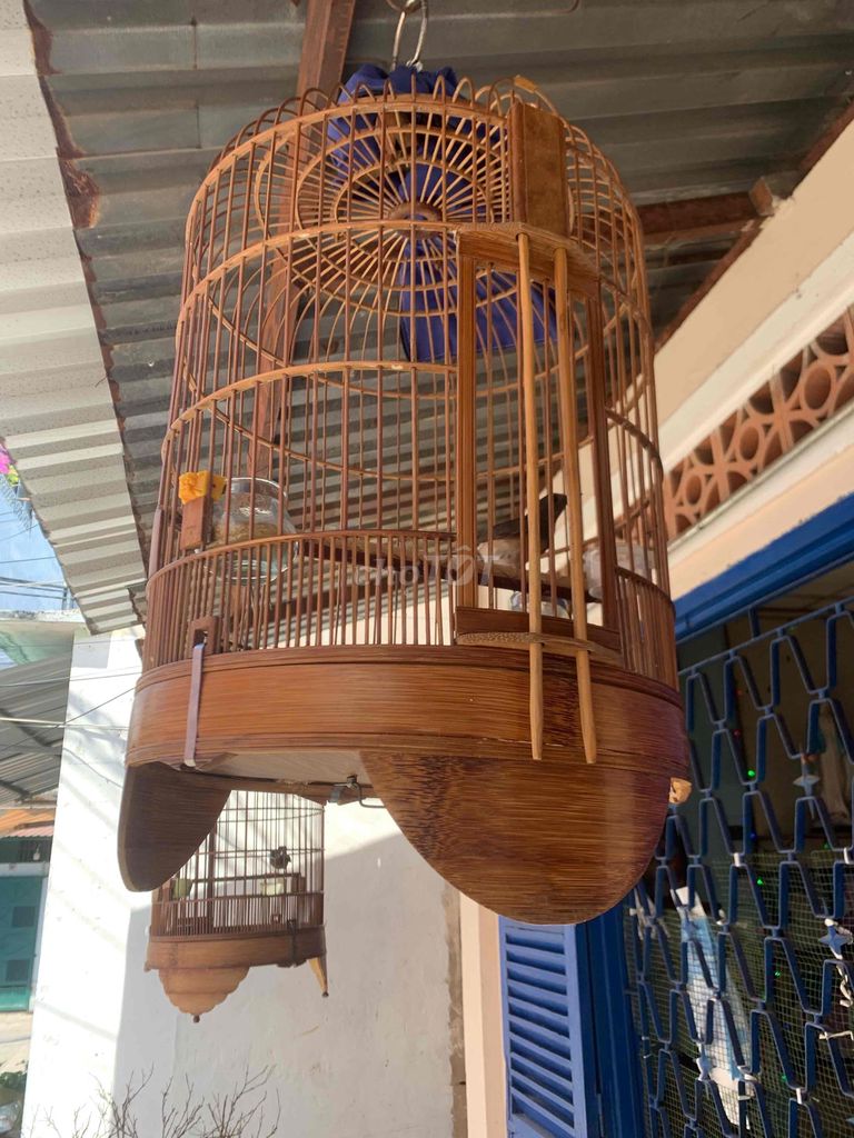 cầ bộ đrwn mai. Mua bán Chim tại Quận Bình Thạnh Tp Hồ Chí Minh được đăng bởi Son hình 1
