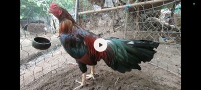 Asill mỹ 3kg tay 1 cục đá liền. Mua bán Gà tại Huyện Châu Thành An Giang được đăng bởi Nhi Gà Đá