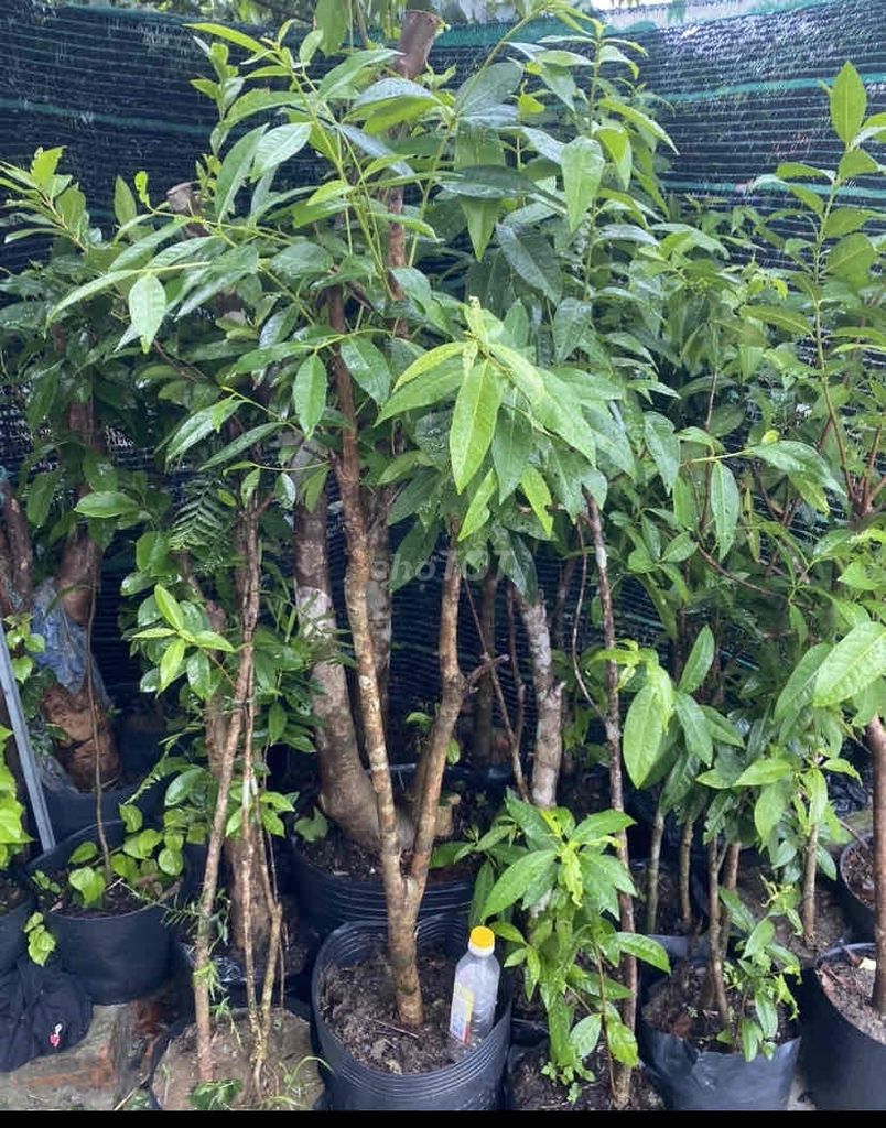 cây  vối nếp-nhiều Công dụng tốt cho SK. Mua bán Cây cảnh, đồ trang trí tại Quận Sơn Trà Đà Nẵng được đăng bởi Dược liệu  Hoàng Gia Sơn Trà hình 1